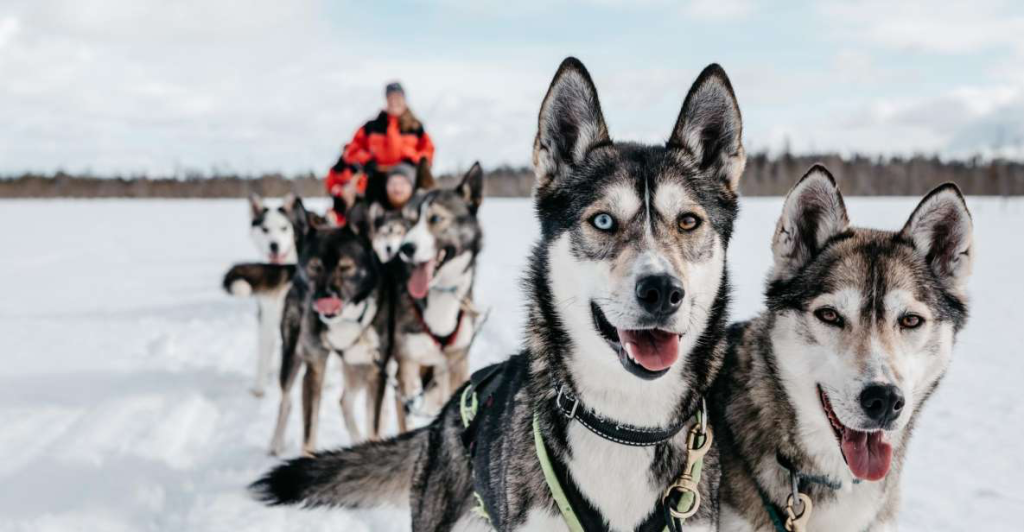 Huskysafari
