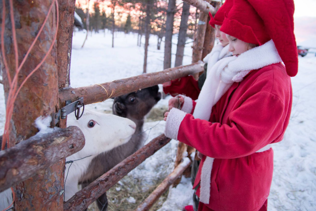 Kaksi punaisiin tonttupukuihin pukeutunutta tonttutyttöä syöttää poronvasoja aidanraosta.